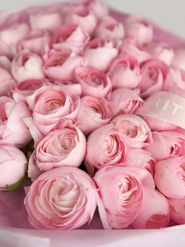 Ranunculus elegance (50 stems)