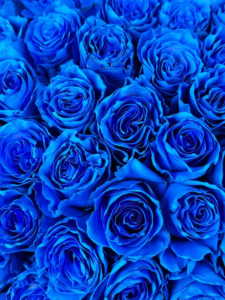 50 royal blue roses in elegant wrap