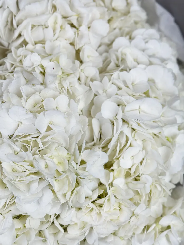 Ivory cloud (20 hydrangeas)