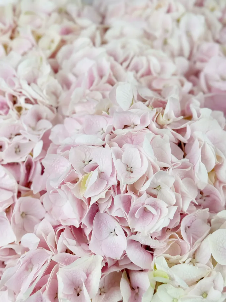 10 pink hydrangeas in pastel wrap