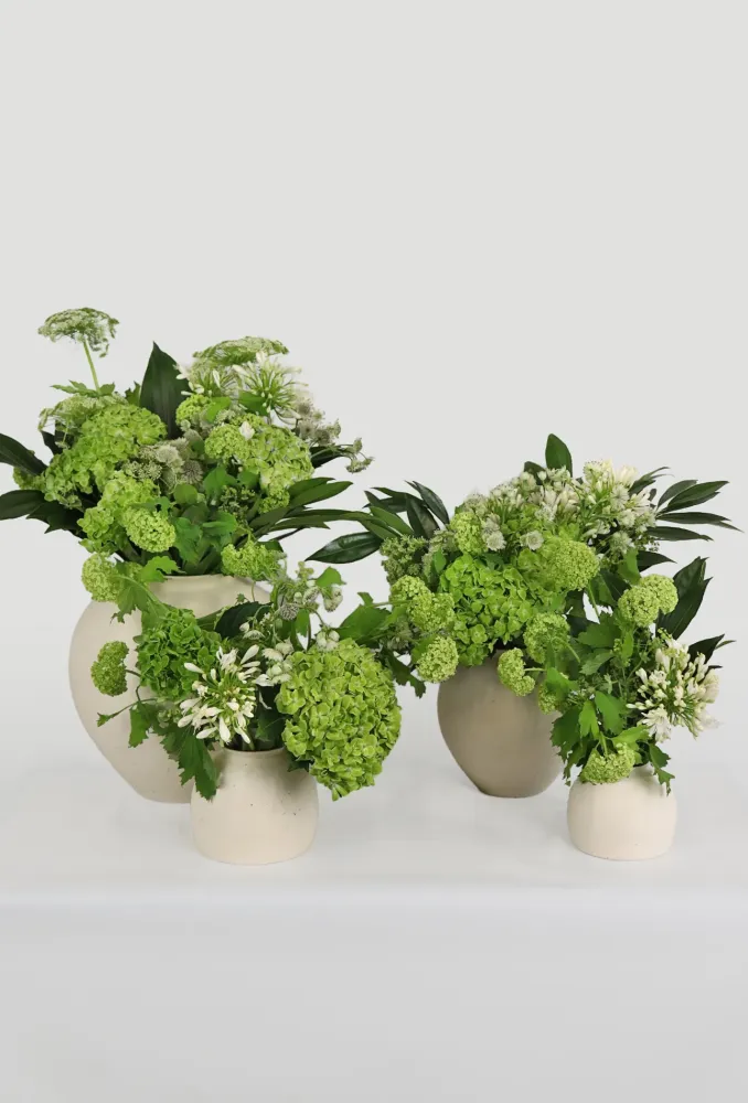 Lime green hydrangea and white Queen Anne's lace arrangement in cream ceramic — Floritta