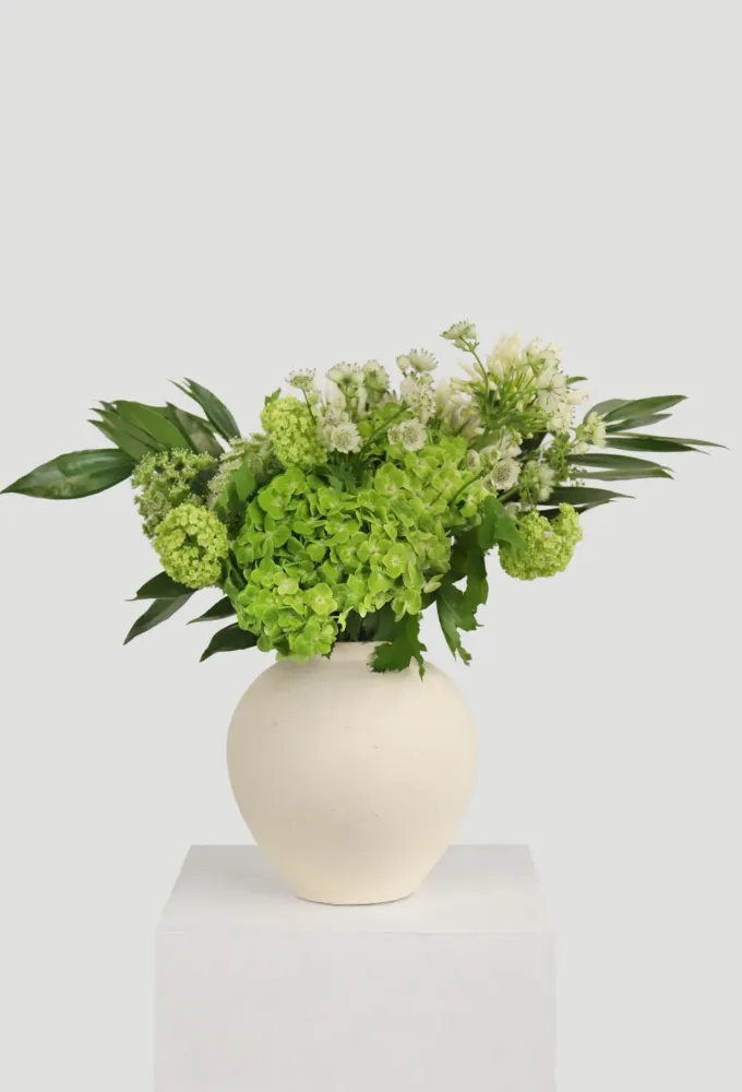 Lush green hydrangea with white astilbe in cream vase — Floritta