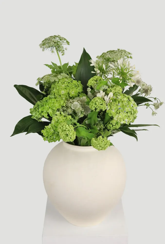 Vibrant green hydrangea and Queen Anne's lace with salal in cream vase — Floritta