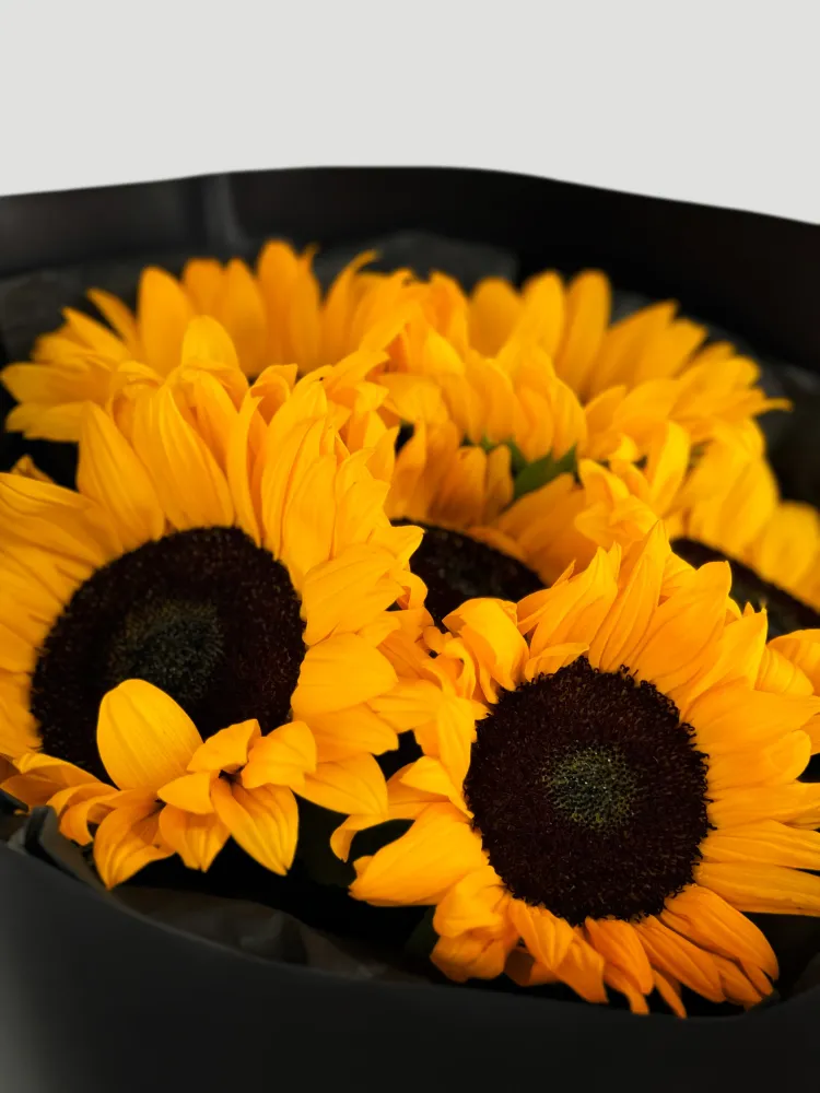 Golden noir (6 sunflowers)
