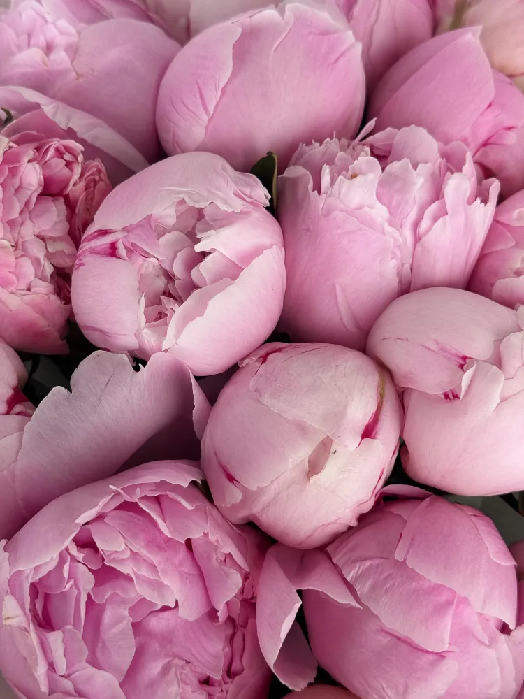 Blush peony dream (20 peonies)
