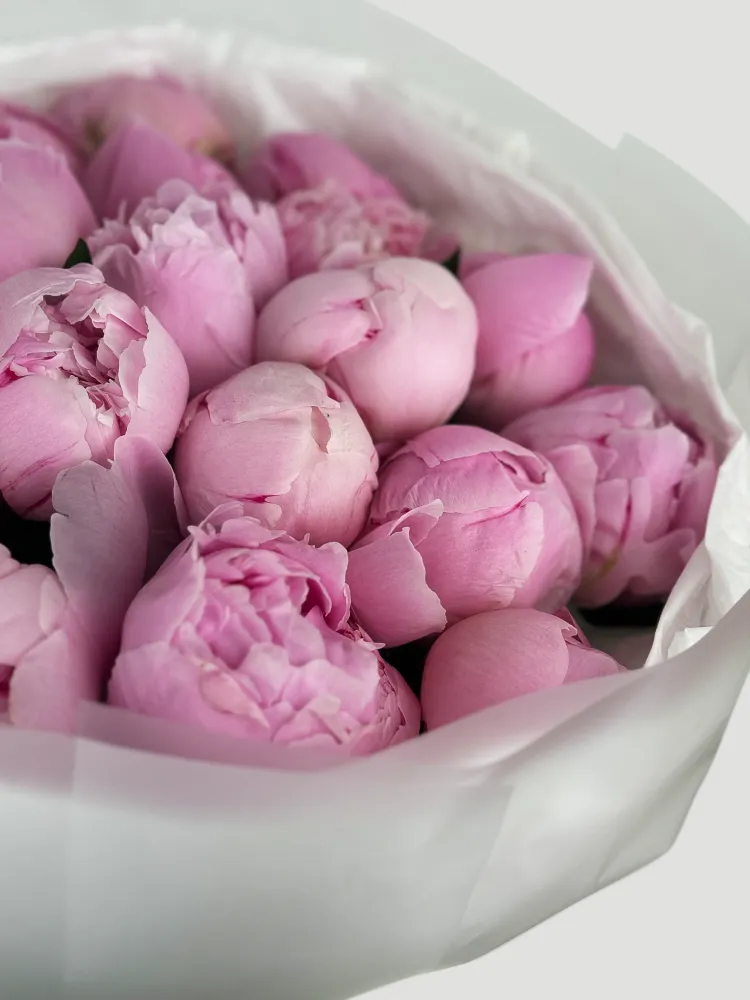 Blush peony dream (20 peonies)