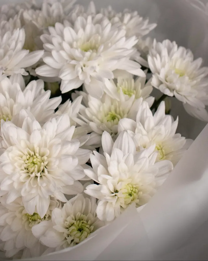 Elegant white chrysanthemum bouquet