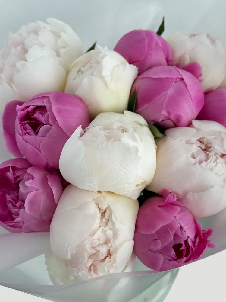 Lush bouquet of magenta and white peonies in tissue wrap — Floritta