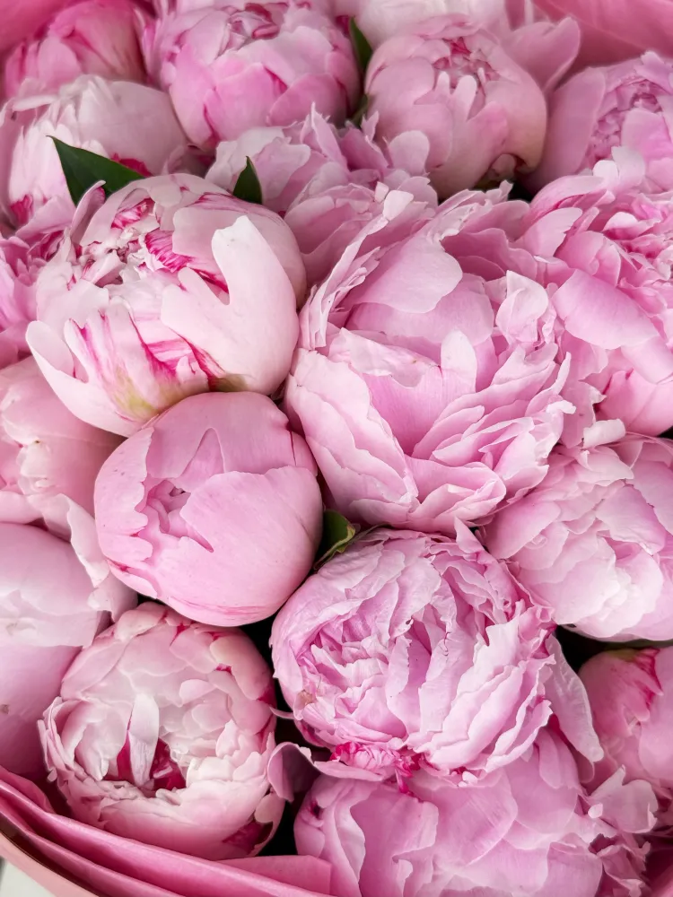30 pink peony bouquet