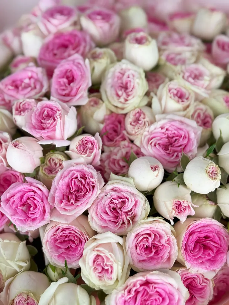 Close-up of pink and cream garden roses with lush foliage — Floritta