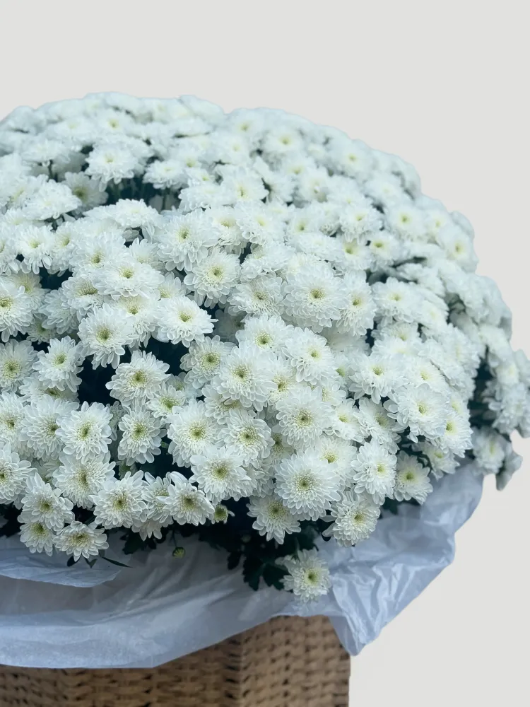 Luxurious white chrysanthemum dome bouquet with pale yellow centres — Floritta