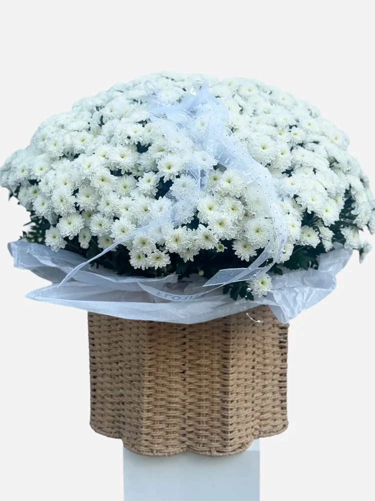 Pure grace – white chrysanthemum basket