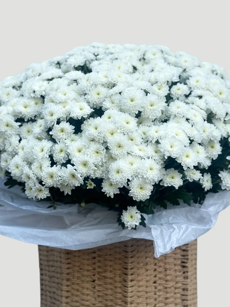 Full white chrysanthemum mound arrangement in natural woven vase — Floritta