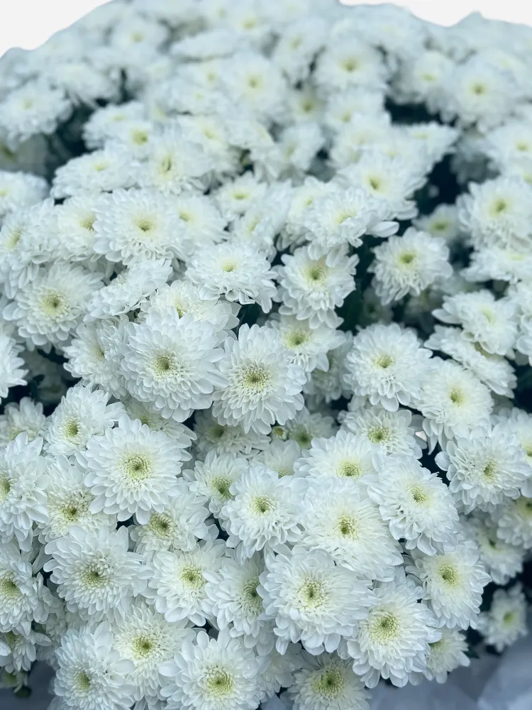 Voluminous white double chrysanthemums with cream centres, Floritta delivery