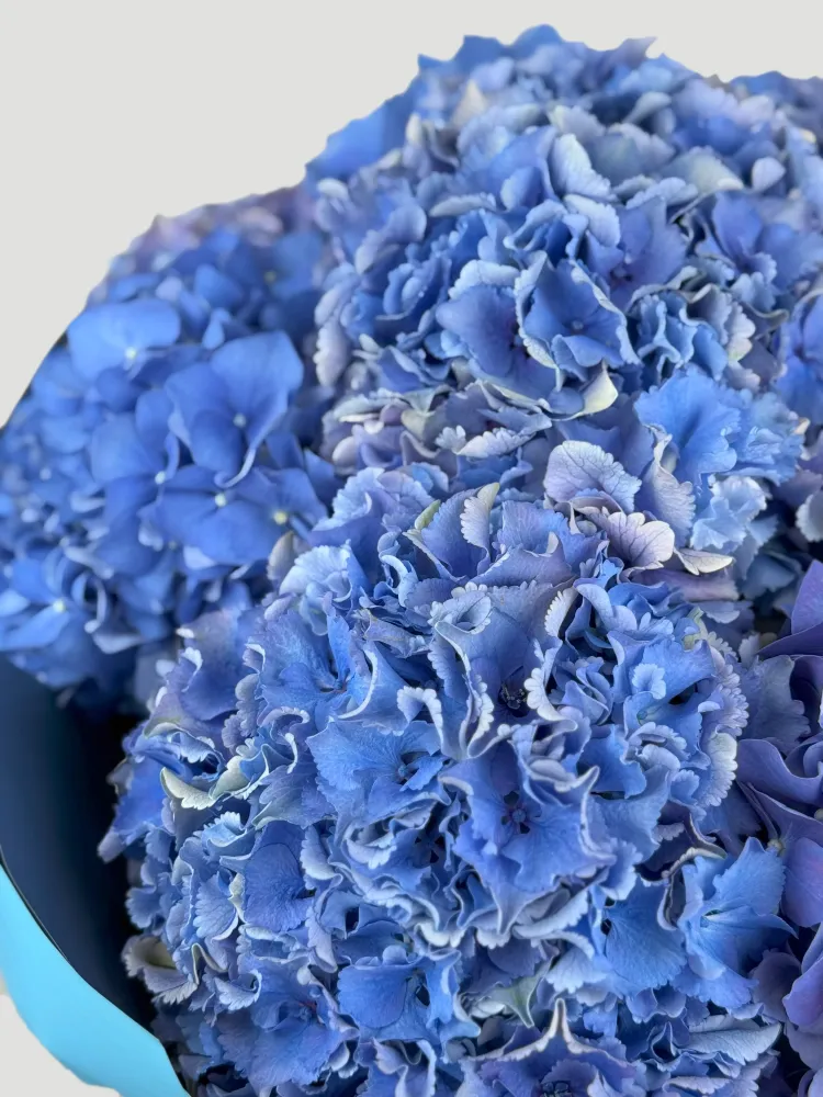 Blue velvet (10 hydrangeas)