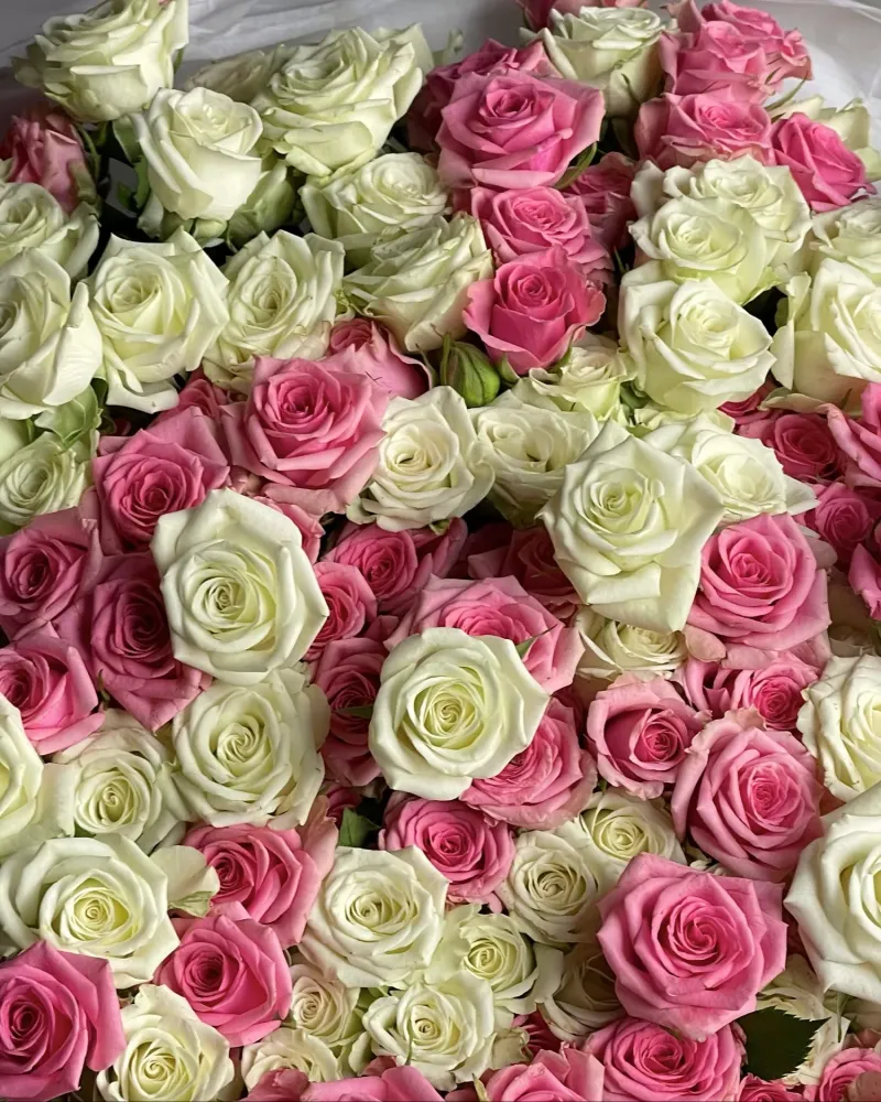 Luxurious domed arrangement of pink and cream roses in white wrap — Floritta