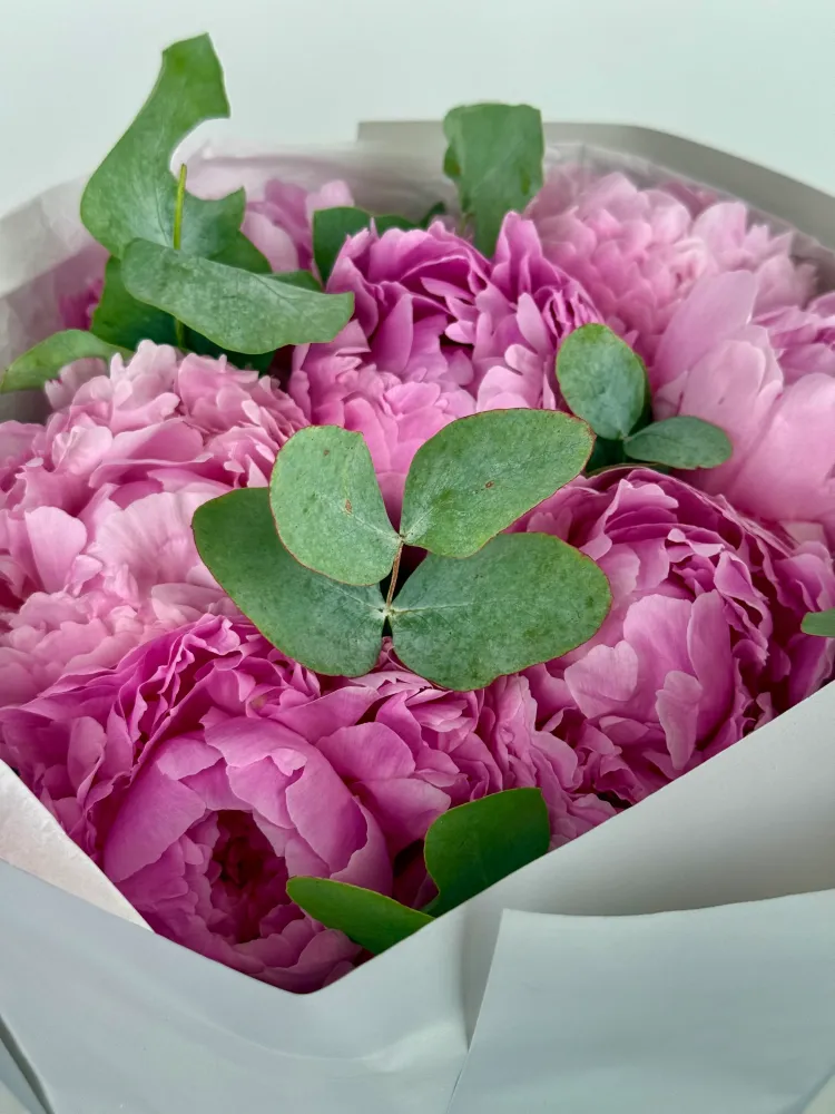 7 pink peonies & eucalyptus