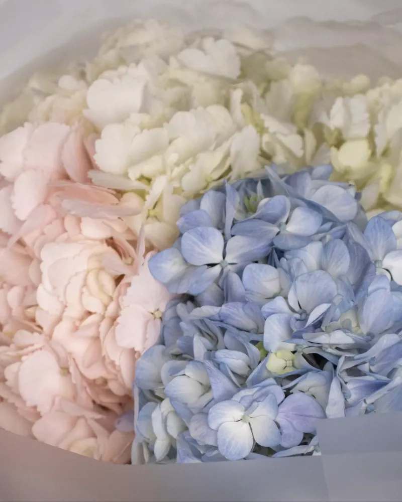 Close-up of white, pink and blue hydrangea arrangement with full, romantic blooms — Floritta