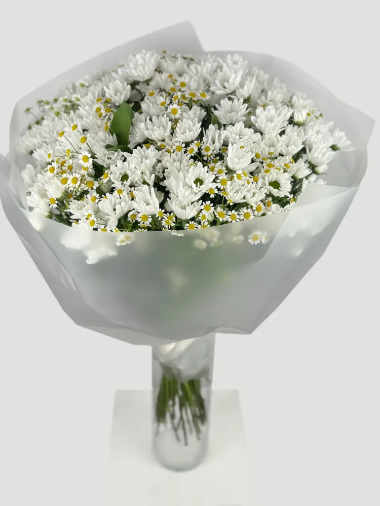 Daisy dream