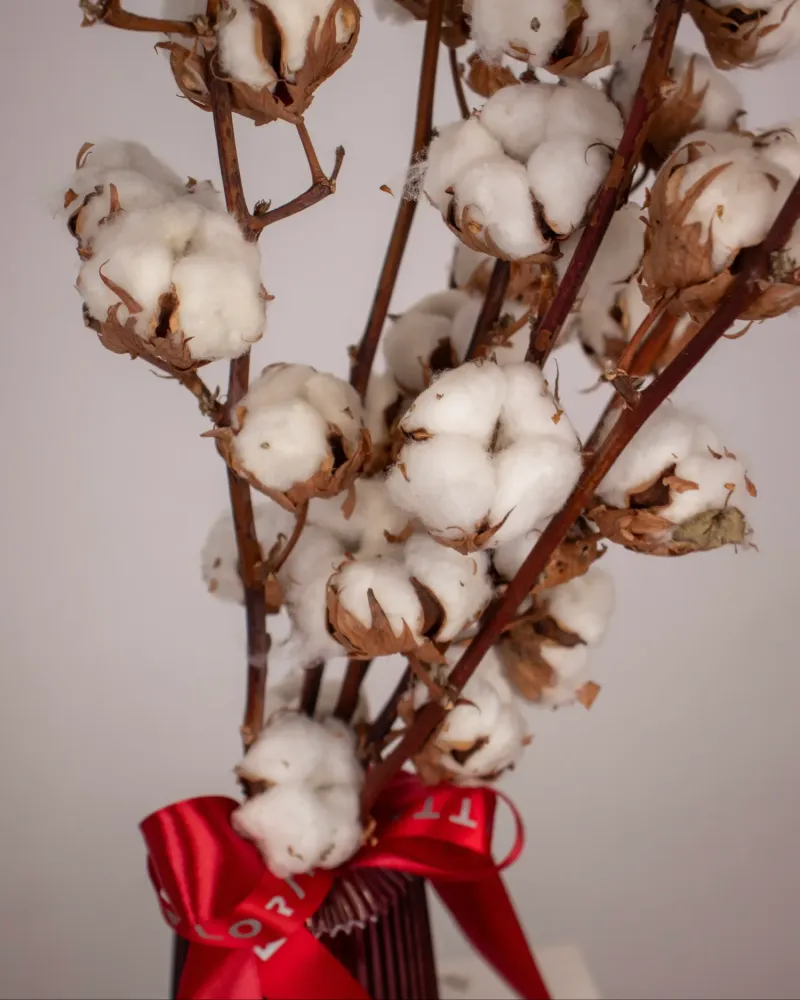 Close-up of fluffy white cotton bolls on brown branches — Floritta