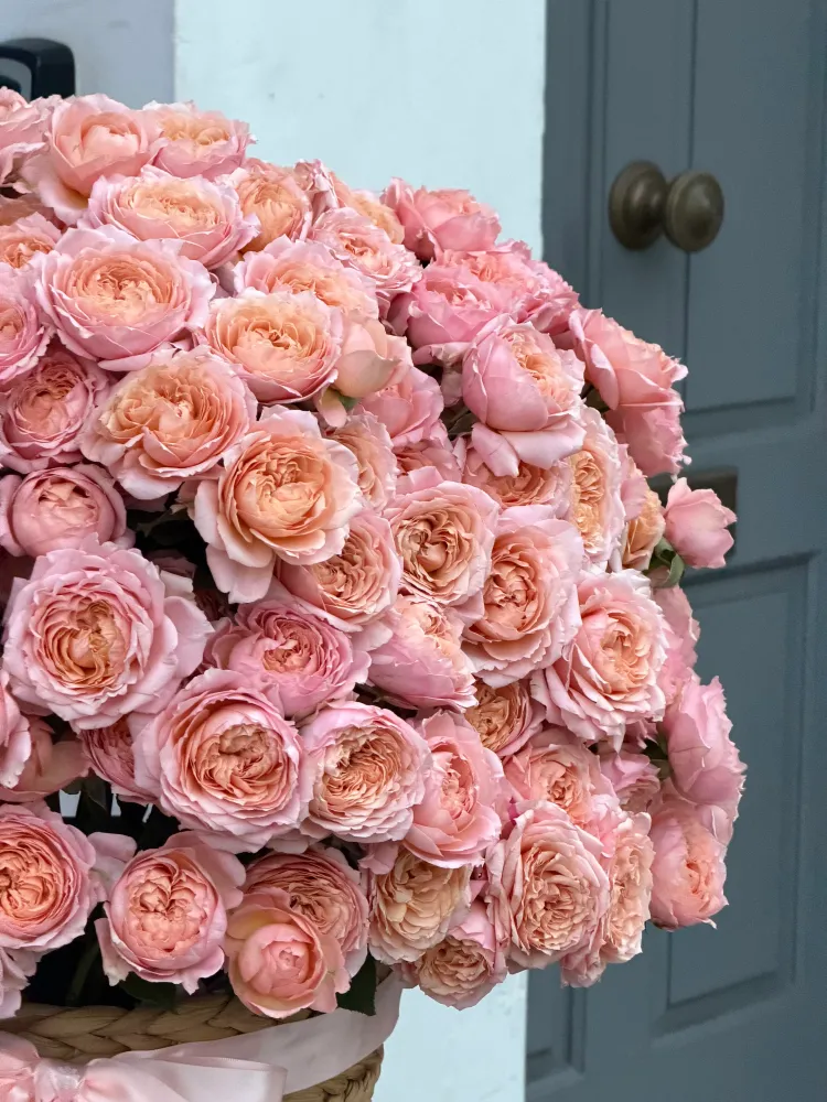 Roses en vogue (peony spray roses)
