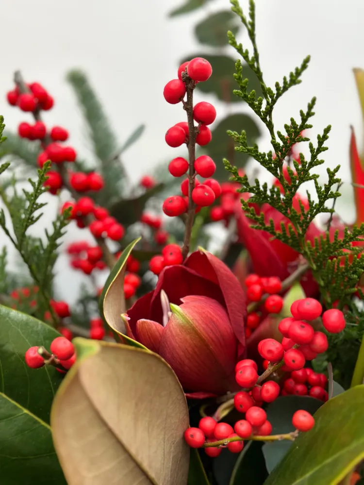 Crimson nights & evergreen lights