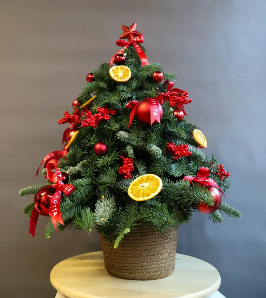 Festive Christmas tree topiary with red skimmia berries, lemon slices and ribbons — Floritta