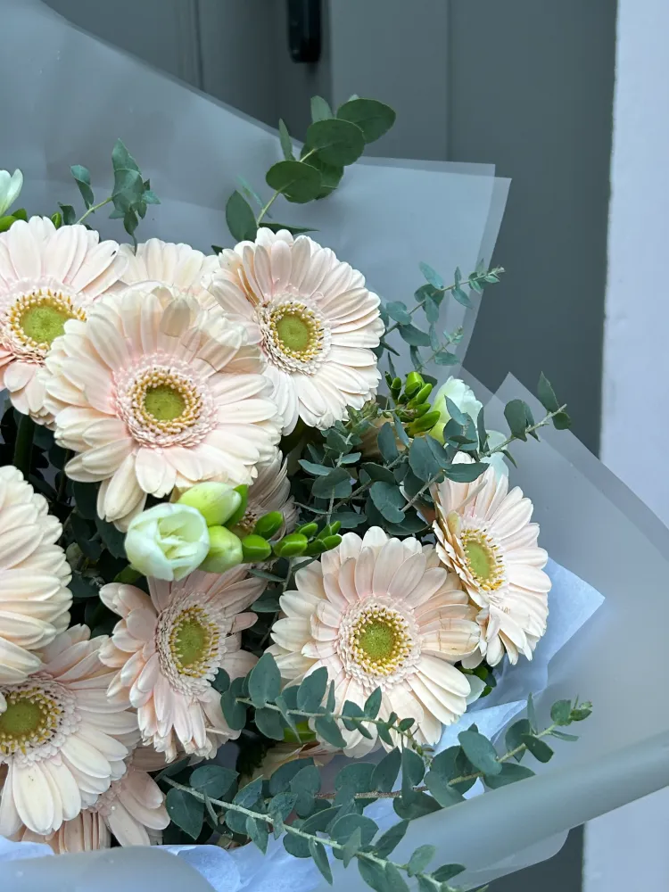 Gerberas cream charm (15 stems)