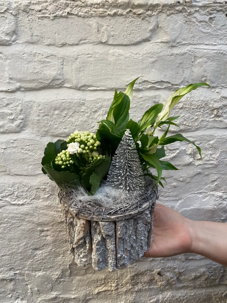 Compact festive arrangement with white skimmia, eucalyptus and tree pick — Floritta