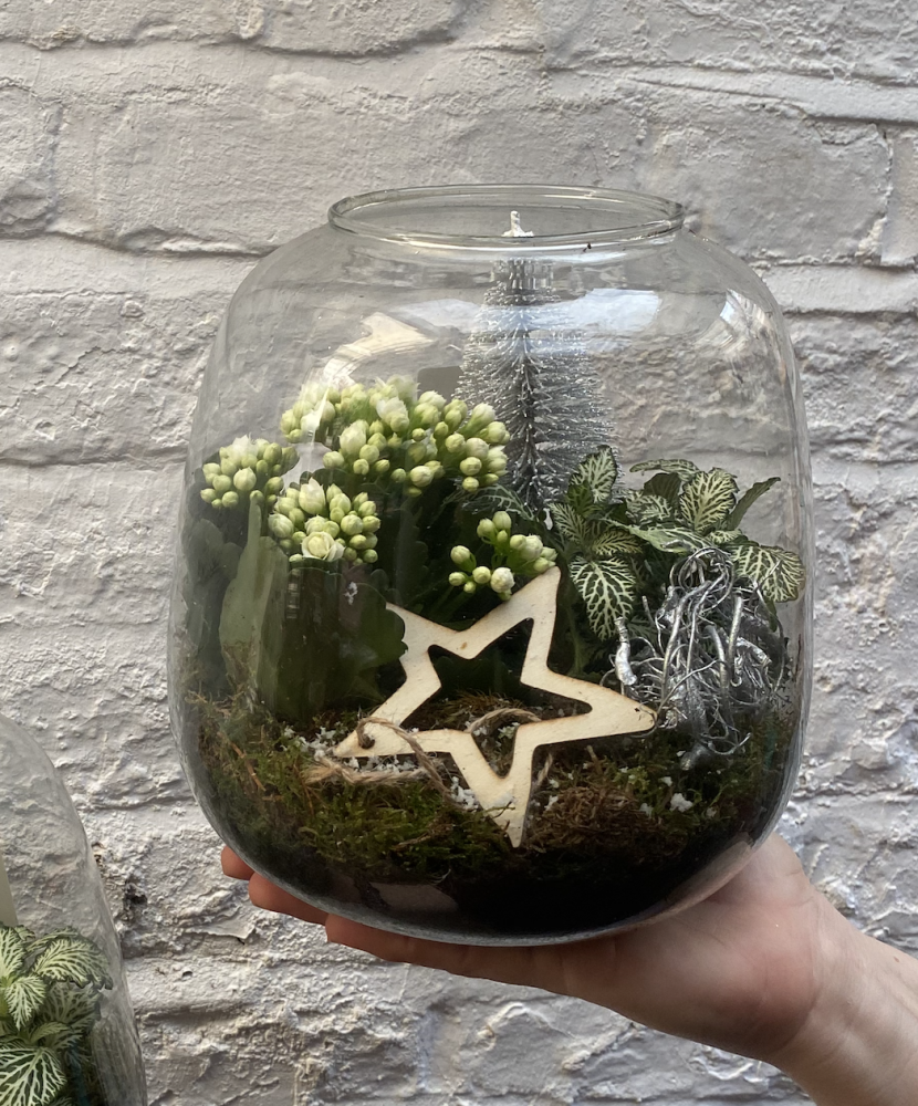 Skimmia and fittonia terrarium with wooden star detail — Floritta