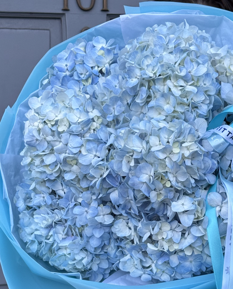 Blue reverie (10 hydrangeas)