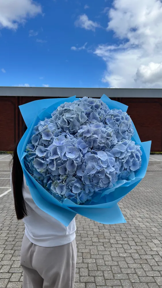 Full pale blue hydrangea arrangement in cellophane wrap — Floritta