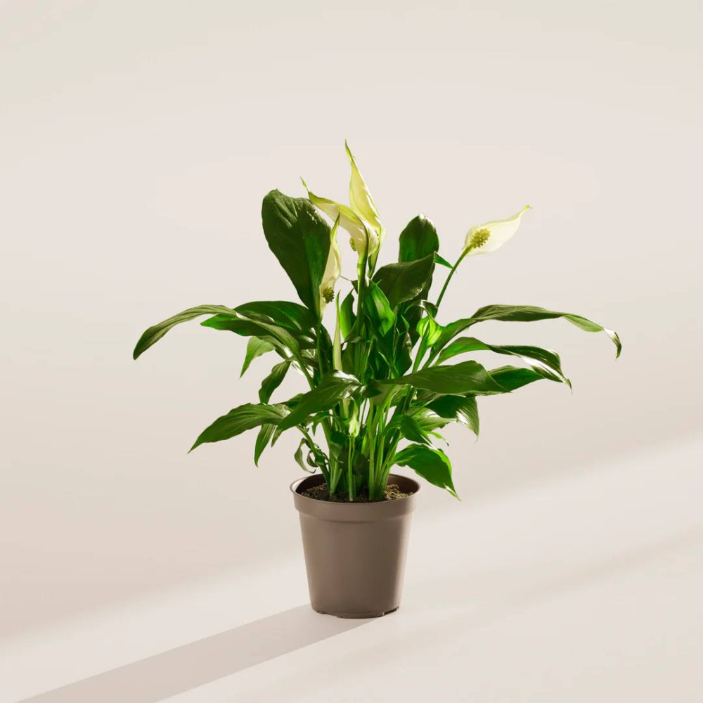 Potted Peace Lily with white spathes and green foliage — Floritta