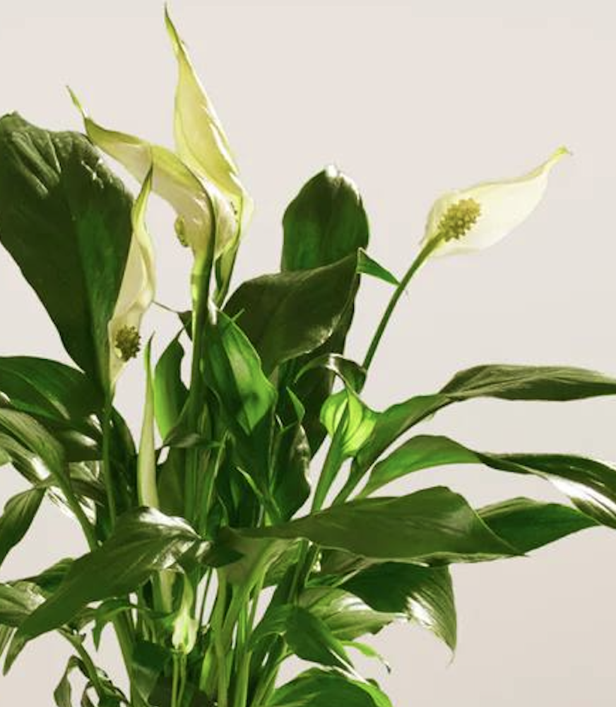Spathiphyllum "sweet alana" (50 cm, pot size 12 cm)