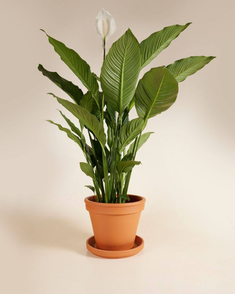 White Peace Lily with lush green foliage in terracotta pot — Floritta