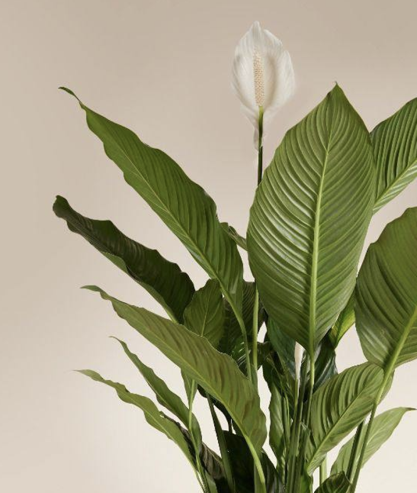 Spathiphyllum "sweet sebastiano" (130 cm, pot size 24 cm)