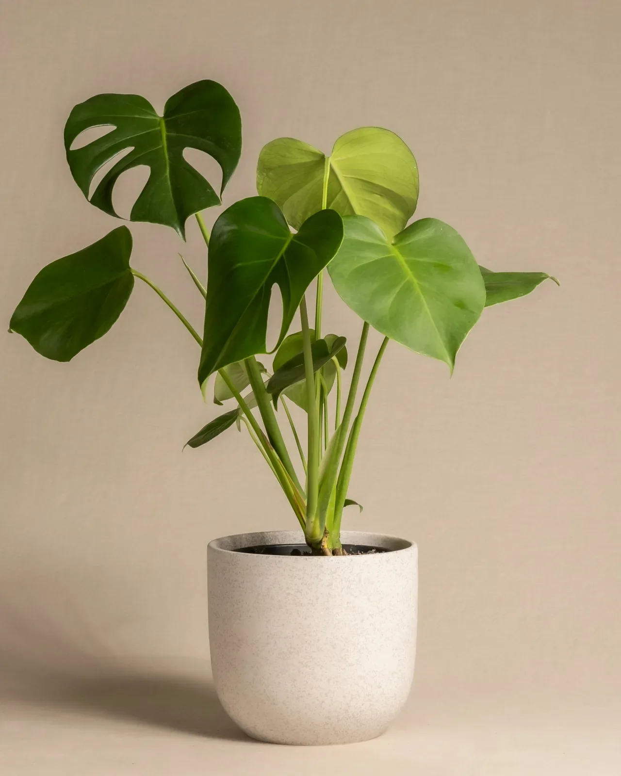 Monstera deliciosa (90см - 100см, pot size 21 cm) — potted houseplant, Floritta London