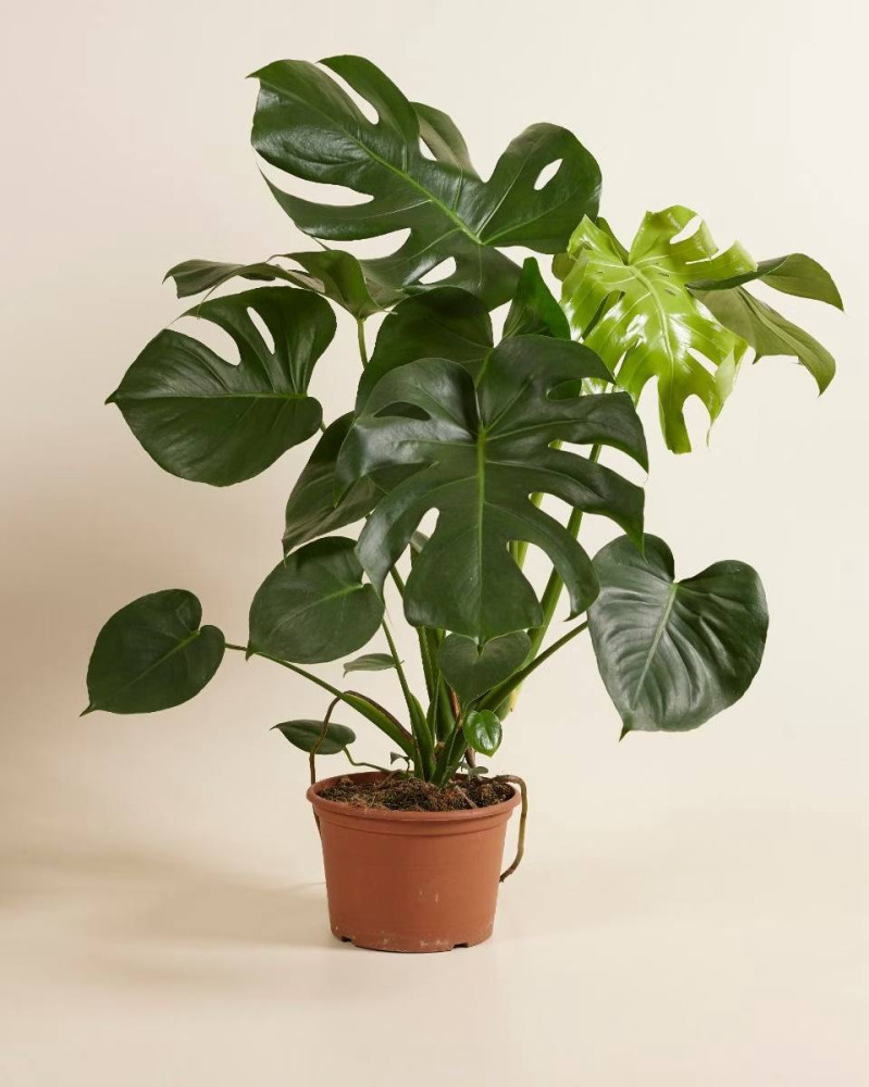 Potted Monstera deliciosa with split leaves in terracotta — Floritta