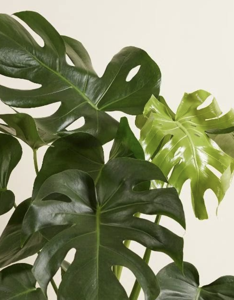 Monstera deliciosa (90cm - 100cm, pot size 21 cm)