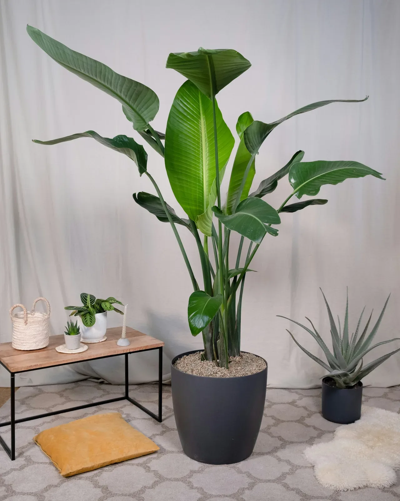 Strelitzia nicolai (85сm - 95сm, pot size 24 cm) — potted houseplant, Floritta London