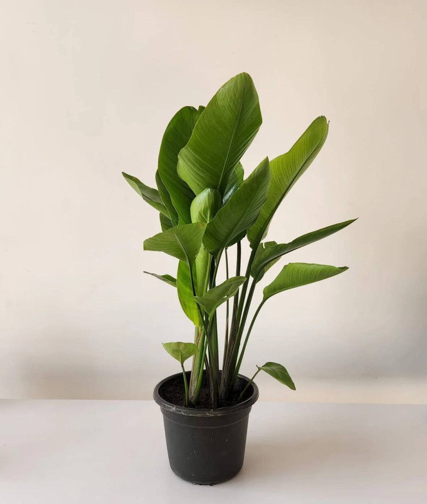 Lush Bird of Paradise houseplant with glossy green foliage in black pot — Floritta