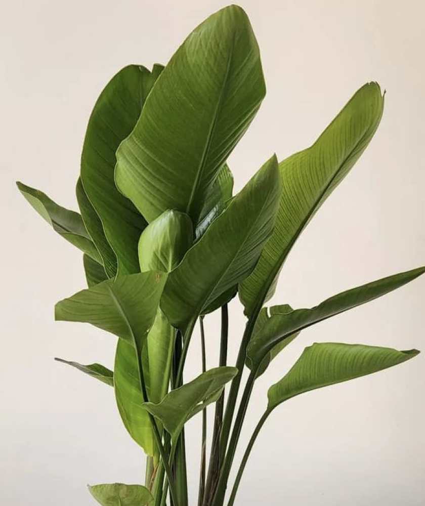Strelitzia nicolai (85cm - 95cm, pot size 24 cm)