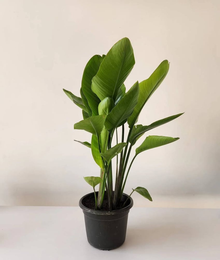 Strelitzia nicolai (85cm - 95cm, pot size 24 cm)