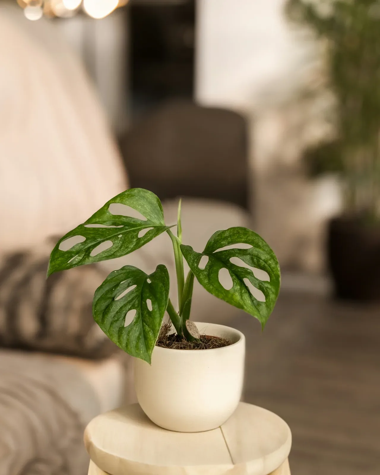 Monstera "monkey mask" (40 cm, pot size 25 cm) — potted houseplant, Floritta London