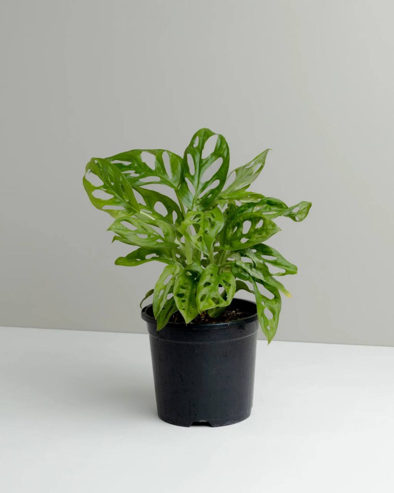 Potted Monstera deliciosa with fenestrated leaves in black container — Floritta
