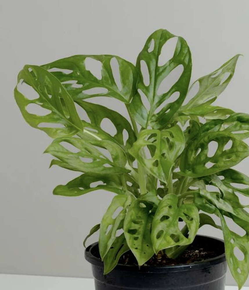 Monstera "monkey mask" (40 cm, pot size 25 cm)