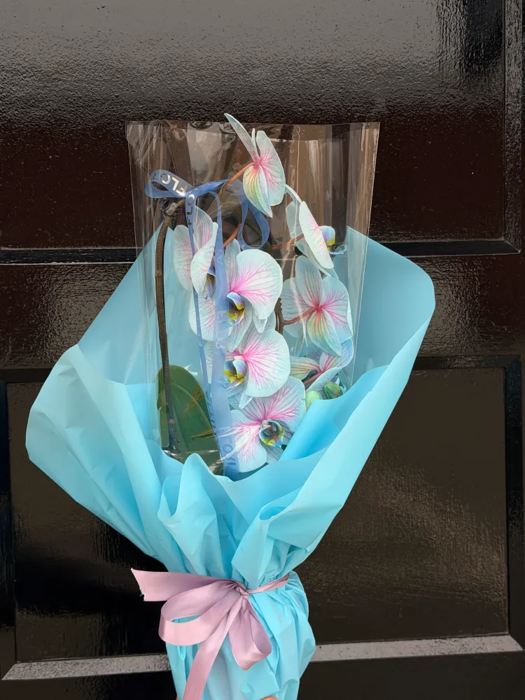 White phalaenopsis orchids with pink centres in light blue wrap — Floritta