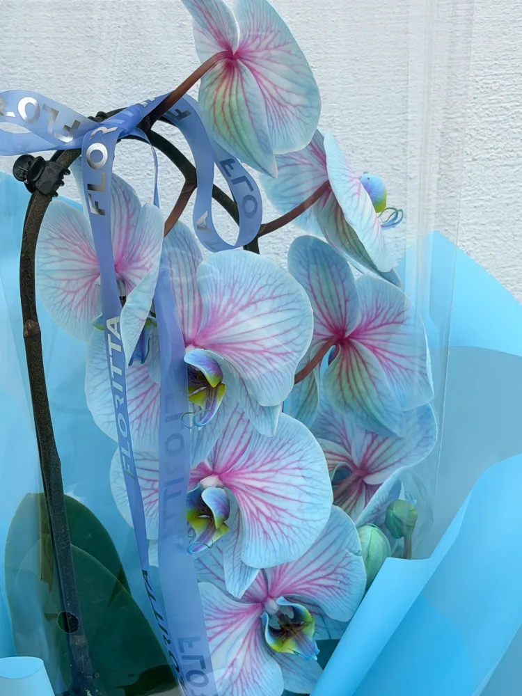 Sky-blue orchid
