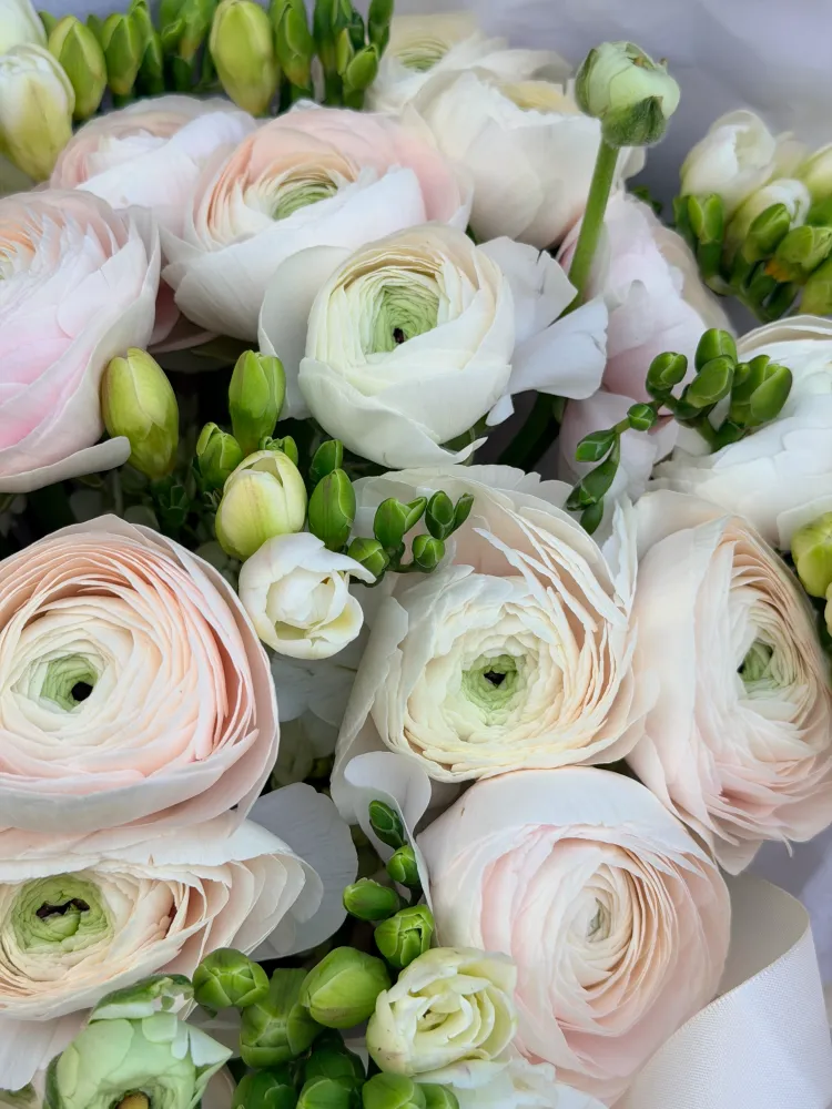 Ranunculus ivory dream (freesias & ranunculus)