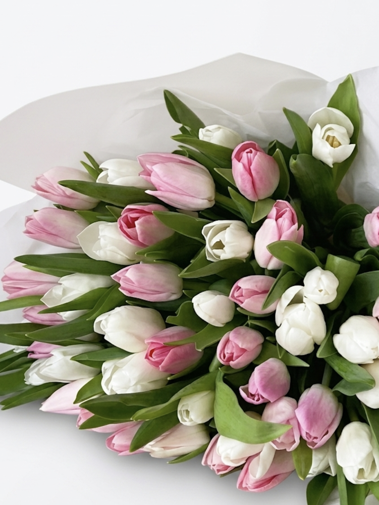 45 white & pink tulips
